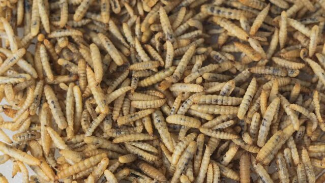 Rotation of maggot black soldier fly larvae pile dry from BSF larvae processing
