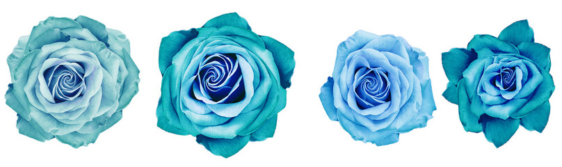 Fototapeta na wymiar Vintage turquoise roses flowers on white isolated background with clipping path. Closeup.. Nature.