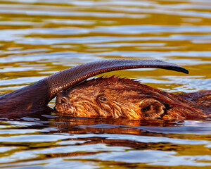 Beaver Photo and Image.  Head close-up view with a beaver tail covering its head and enjoying its environment and habitat surrounding.