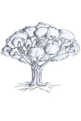 Sketch and drawing pencil big tree on white paper. Background and textured on isolated white background.