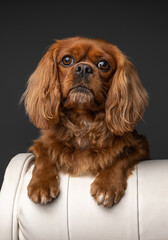 Cavalier King Charles Portrait 