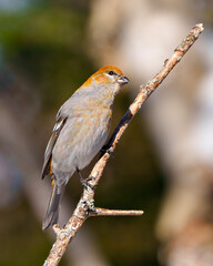 Pine Grosbeak Photo and Image.  Female perched on a branch with a blur forest background in its environment and habitat surrounding and displaying rust colour feather plumage.
