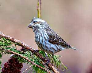 Purple Finch Female Photo and Image. female side view perched on a coniferous branch with soft coloured background in its environment and habitat.