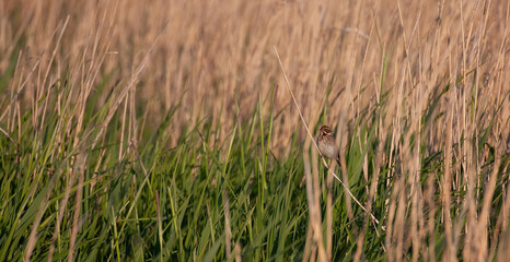 female reed bunting