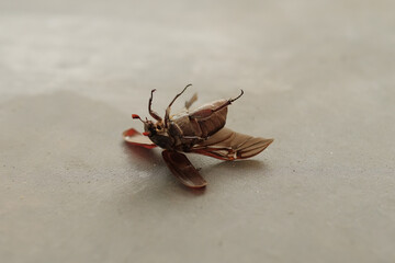 Insect beetle upside down on the floor