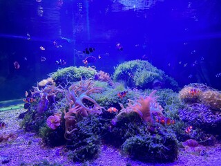 aquarium's coral reef