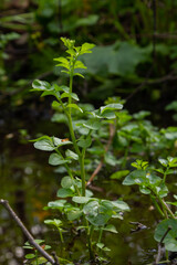Cardamine amara, known as large bitter-cress. Spring forest. floral background of a blooming plant