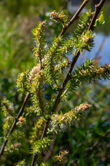 Flowers of Salix viminalis in sunny day. Blossom of the basket willow in the spring. Bright common...