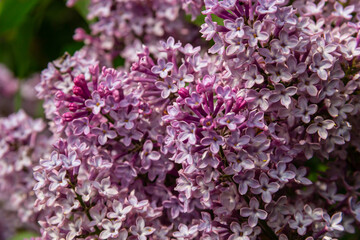 Fototapeta premium purple lilac shrub blossoms in spring. Beautiful floral nature wallpaper in the green garden