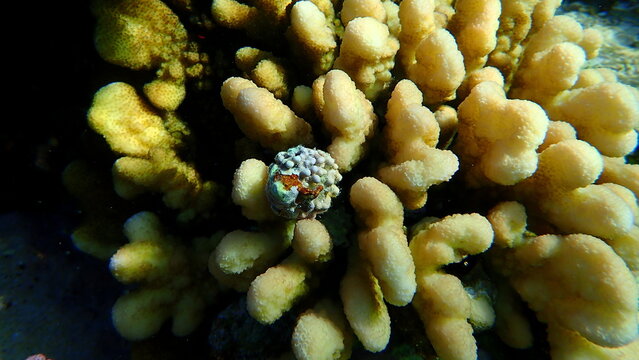 Sea snail prickly spotted drupe (Drupa ricinus lischkei) and Hood coral (Stylophora wellsi) undersea, Red Sea, Egypt, Sharm El Sheikh, Nabq Bay
