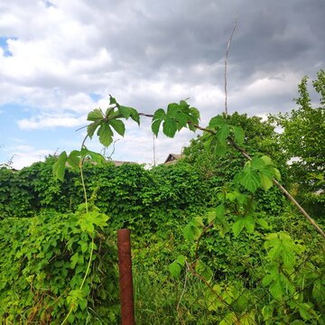 A branch of wild hops over a wire fence