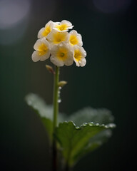 Beautiful natural landscape in the spring time. Mountain flower meadow in springtime. Generative AI