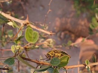 Insect On The Branch Of Plant Wallpaper 