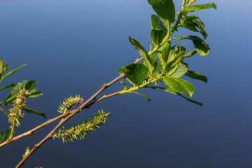Flowers of Salix viminalis in sunny day. Blossom of the basket willow in the spring. Bright common osier or osier. Female flowering catkin on a willow. Soft focus. Seasonal wallpaper for design