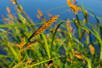Carex acuta - found growing on the margins of rivers and lakes in the Palaearctic terrestrial ecoregions in beds of wet, alkaline or slightly acid depressions with mineral soil
