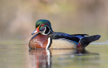 Closeup of a Wood duck male reflection swimming on Ottawa river in Canada
