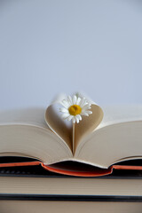 White daisy flower laying on a book pile, heart shaped opened book pages on a white background