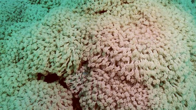 Close up of Flowerpot coral or Anemone coral (Goniopora columna), Slow motion. Natural underwater background of coral polyps