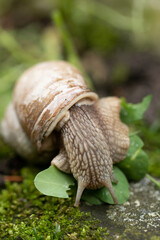 Ślimak winniczek je koniczynę © Ania