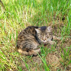 cat on the grass