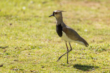 Southern Lapwing - Vanellus chilensis, beautiful colored lapwing from Central and Latin America fresh water coasts and meadows, Gamboa, Panama.