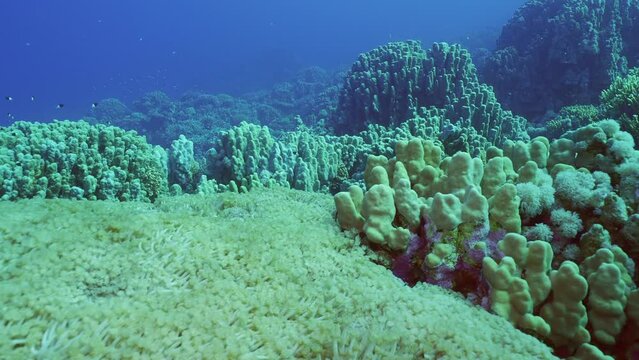 Camera moves forward over large colony of Flowerpot coral or Anemone coral (Goniopora columna) in coral garden, Slow motion