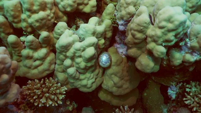 Unicellular organisms Bubble algae, Sea grape, Sailor's eyeballs (Valonia ventricos) on hand corals, Camera moving forwards approaching the unicellular algae, Slow motion