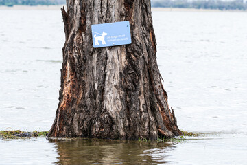 Tree surrounded by floodwater with dogs on lead sign