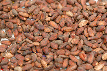 Dried cocoa fruits close-up. Chocolate production.