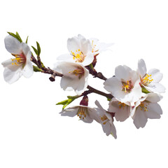 Obraz premium Close up apricot blossom flower on tree isolated PNG photo with transparent background.
