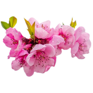 Close up pink buds flower on tree isolated PNG photo with transparent background.