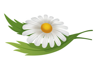 Chamomile flower. Botanical illustration of daisy. Design element for herbal tea, natural cosmetics, health care products or aromatherapy. White flower with green leaves