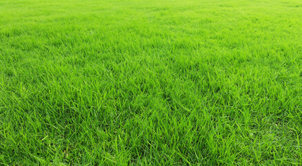 beautiful green grass meadow in the countryside