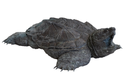 Maritime steel statue - ocean turtle isolated PNG photo with transparent background.