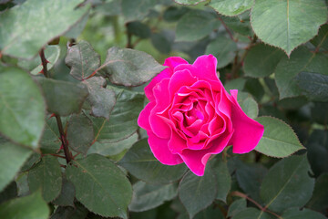 Beautiful flower pink rose green leaves beautiful nature macro view