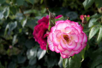 Beautiful flower pink rose green leaves beautiful nature macro view 