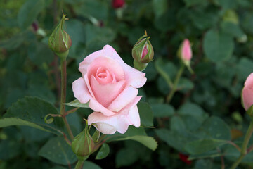 Beautiful flower pink rose green leaves beautiful nature macro view