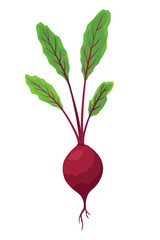 Beet vegetables growing. Plant showing root structure. Farm product for restaurant menu or market label. Organic and healthy food