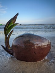 Coconut on the beach