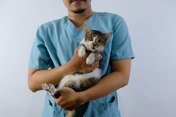 Cropped image of handsome male veterinarian doctor holding cute domestic kitten in arms in...