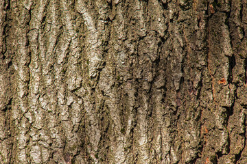 Oak bark close-up. The texture of the trunk of the Quercus petraea oak or Georgian oak. Background...