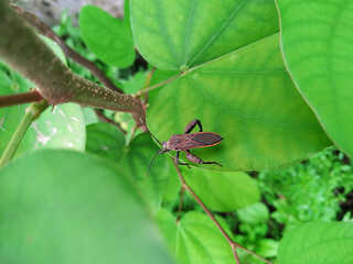 Sweet Potato Bug or Physomerus Grossipes (Species of Coreidae) on A Leaf of the Snowy Orchid Tree (Bauhinia Acuminata)