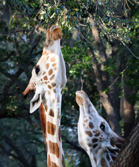 giraffes in trees