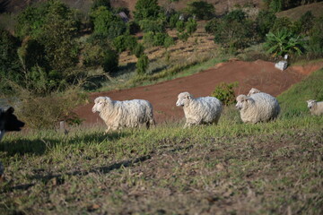 Fototapeta premium Several sheep ran through the yard to the plate when it was time for the caretaker to feed them. big fluffy sheep The Corriedales run in the morning on the grounds of the farm. 