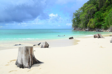 White sand beach on the island with clear sky, few clouds, and tree stumps. Use for natural background, beautiful tropical beach, and sea landscape backdrop.