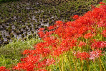 まんじゅしゃげ、曼殊沙華、彼岸花、田園、赤い、花、神代植物園、日本、東京、庭園、公園、野外、空、植物、10月、秋、木、葉、緑、