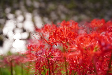 まんじゅしゃげ、曼殊沙華、彼岸花、田園、赤い、花、神代植物園、日本、東京、庭園、公園、野外、空、植物、10月、秋、木、葉、緑、