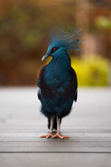 Blue and black bird