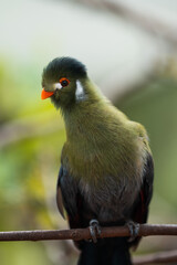 Green bird on branch