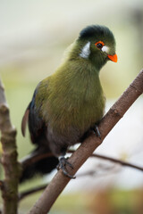 Green bird on branch